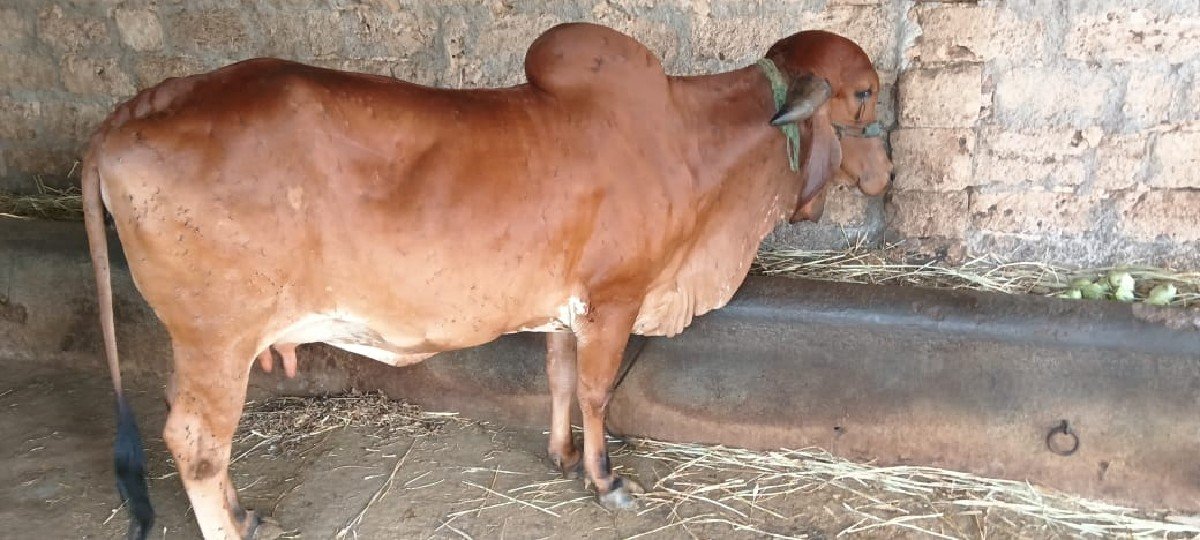 ગીર ગાય વેચવાની છે.