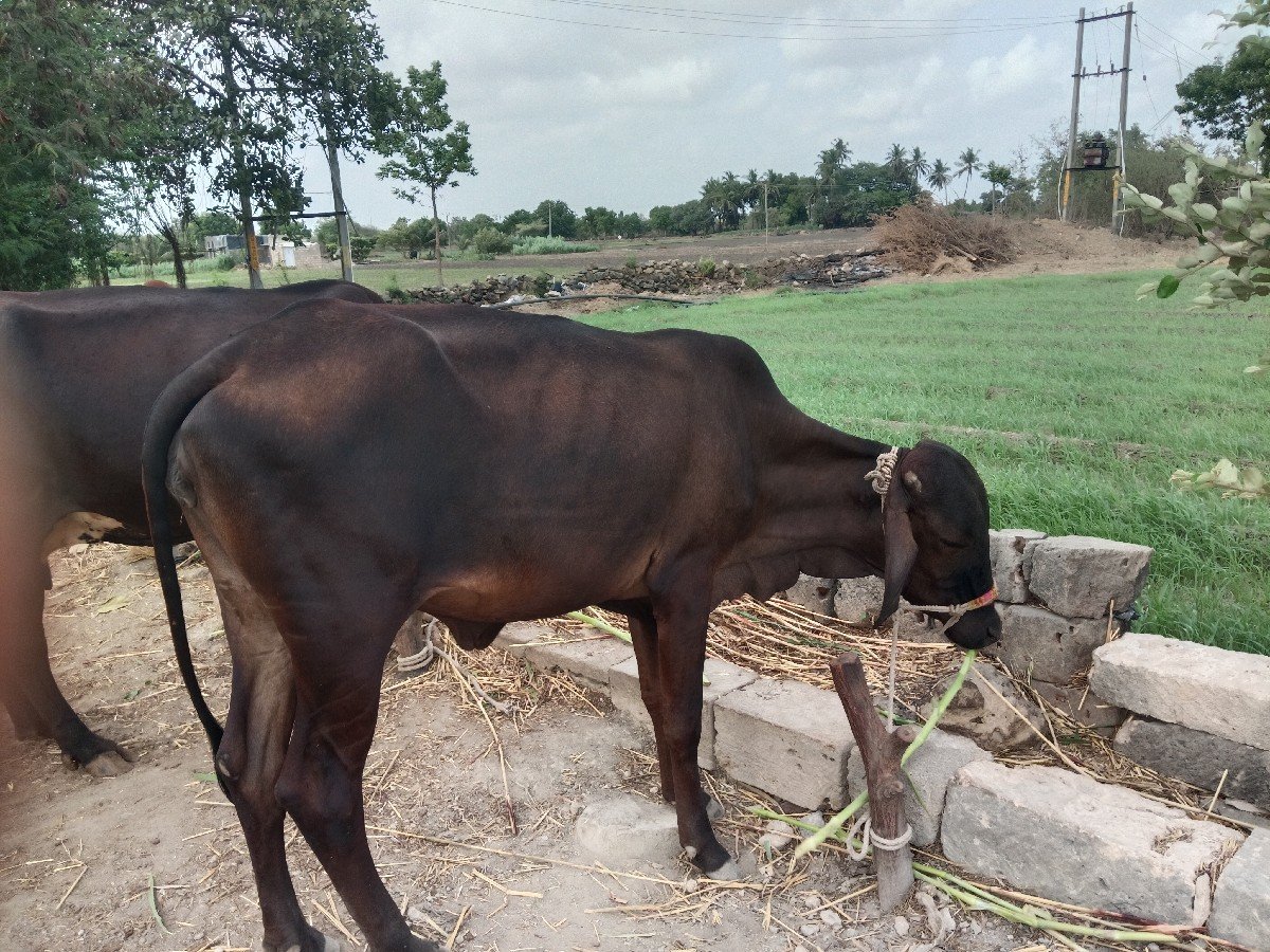 એક ક્રોસ વાસળી બે વર્ષની બેસવાની ગ