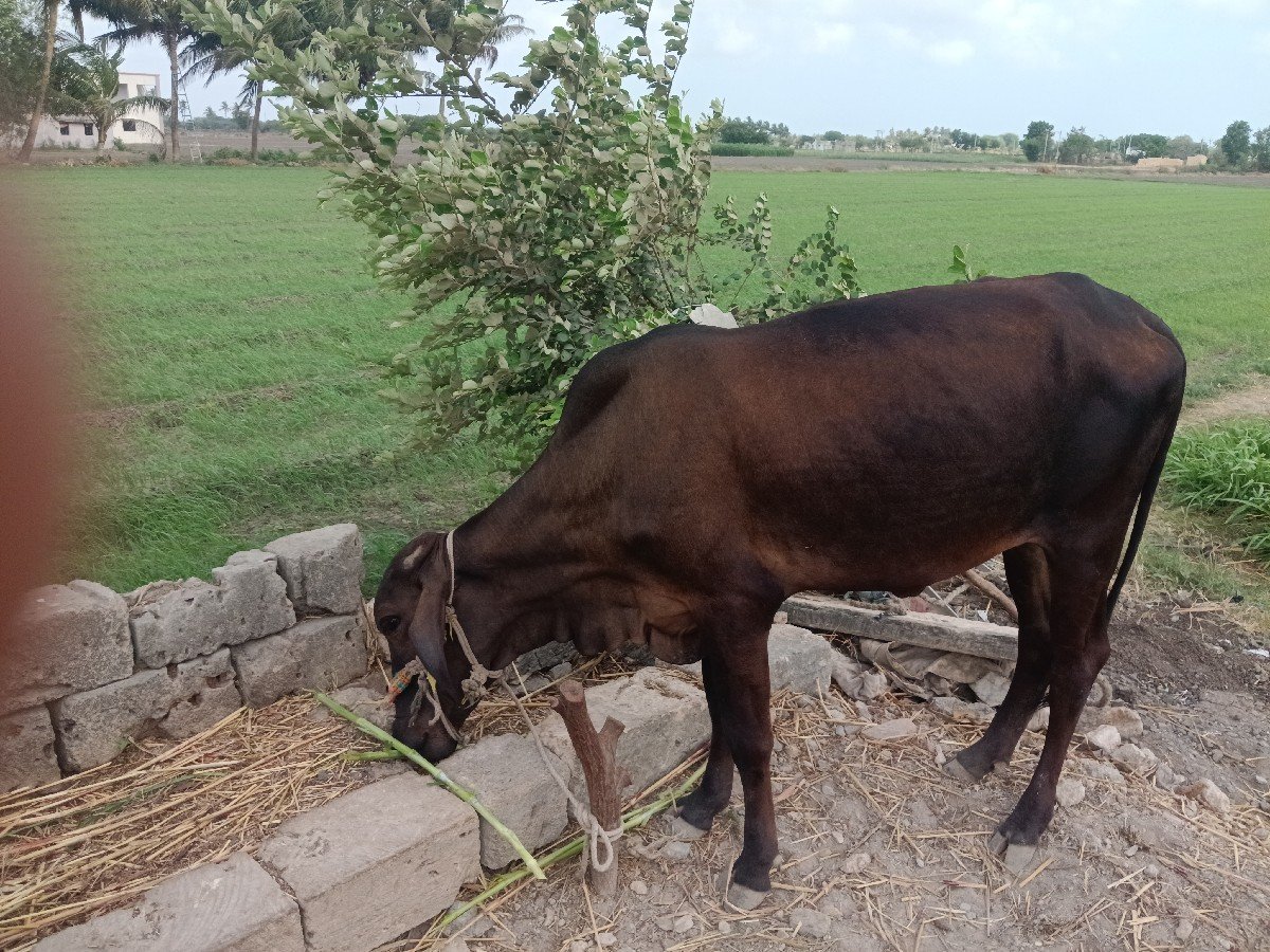 એક ક્રોસ વાસળી બે વર્ષની બેસવાની ગ