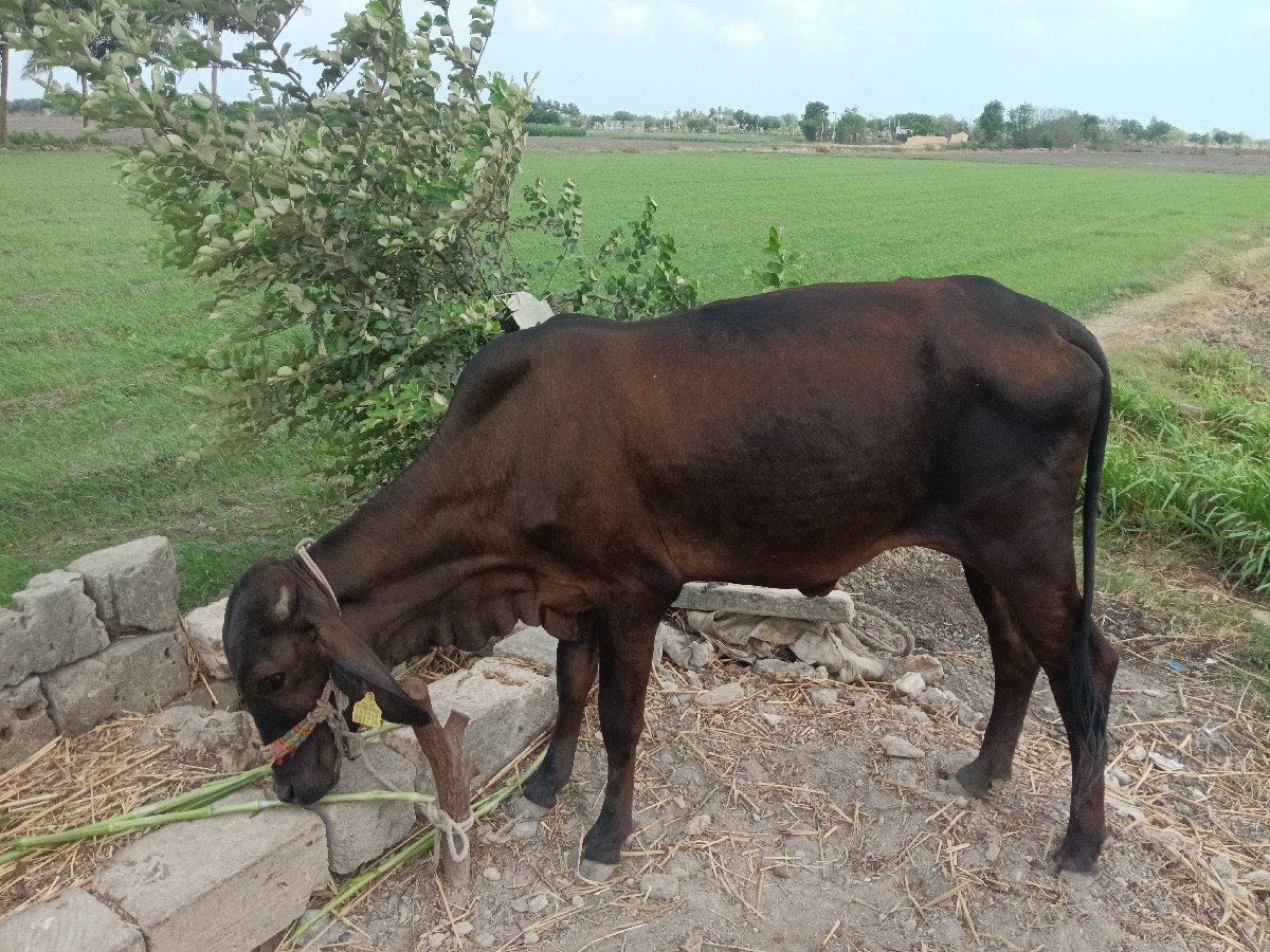 એક ક્રોસ વાસળી બે વર્ષની બેસવાની ગ