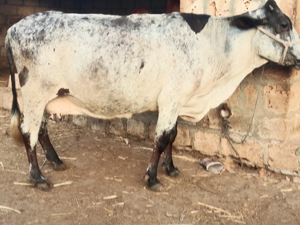ગાય વેચવાની છે