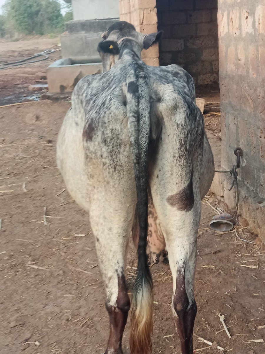 ગાય વેચવાની છે