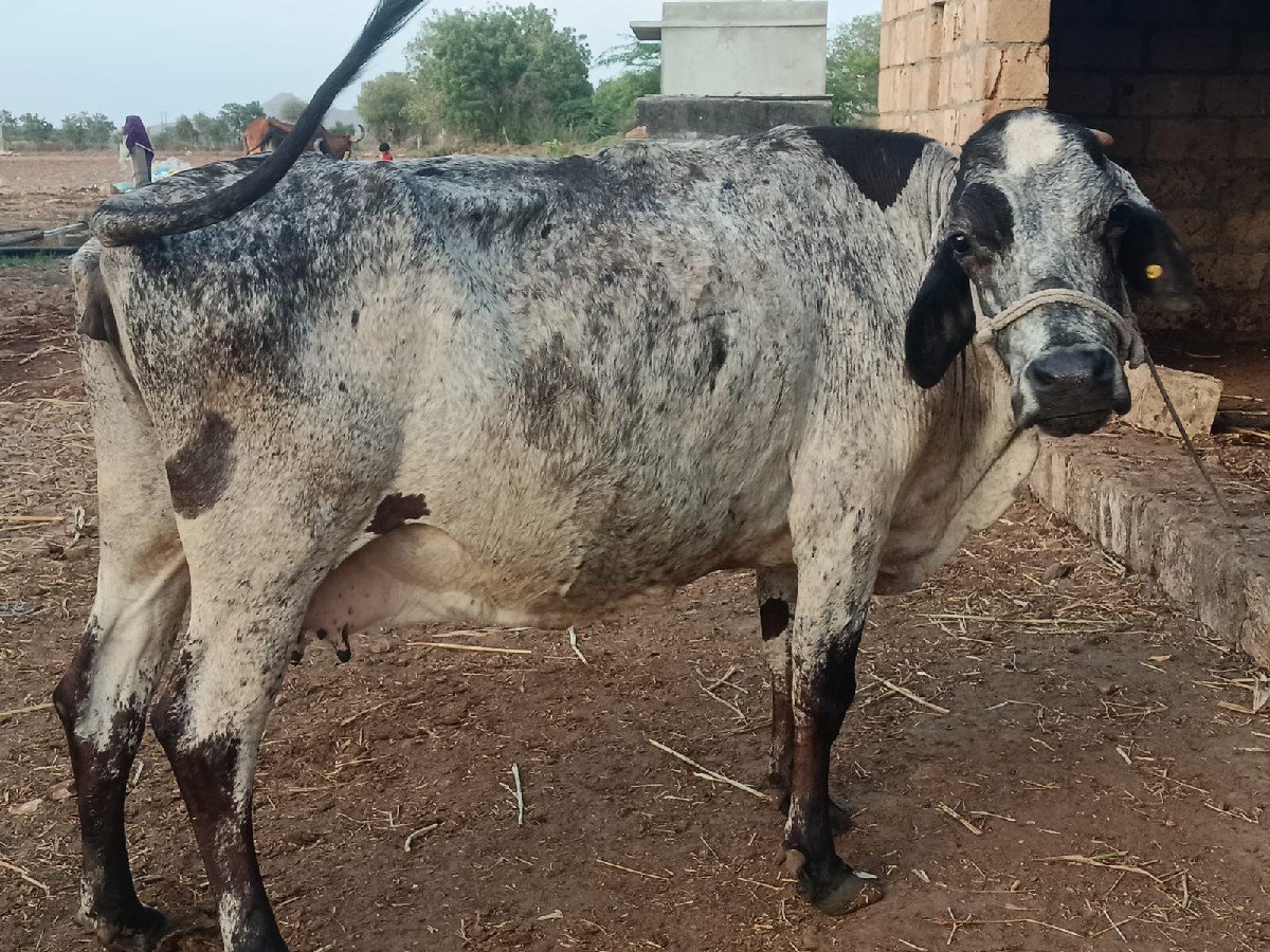 ગાય વેચવાની છે