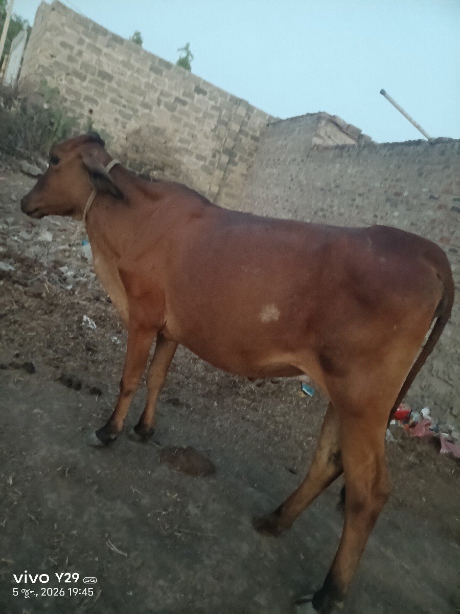 ગાય વેચવાની છે