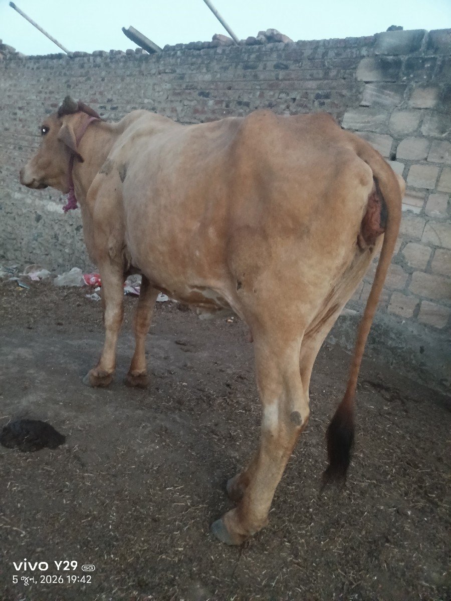 ગાય વેચવાની છે