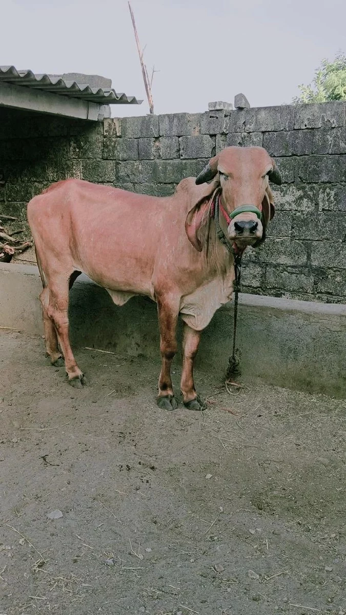 હોળકી વેચવાની છે