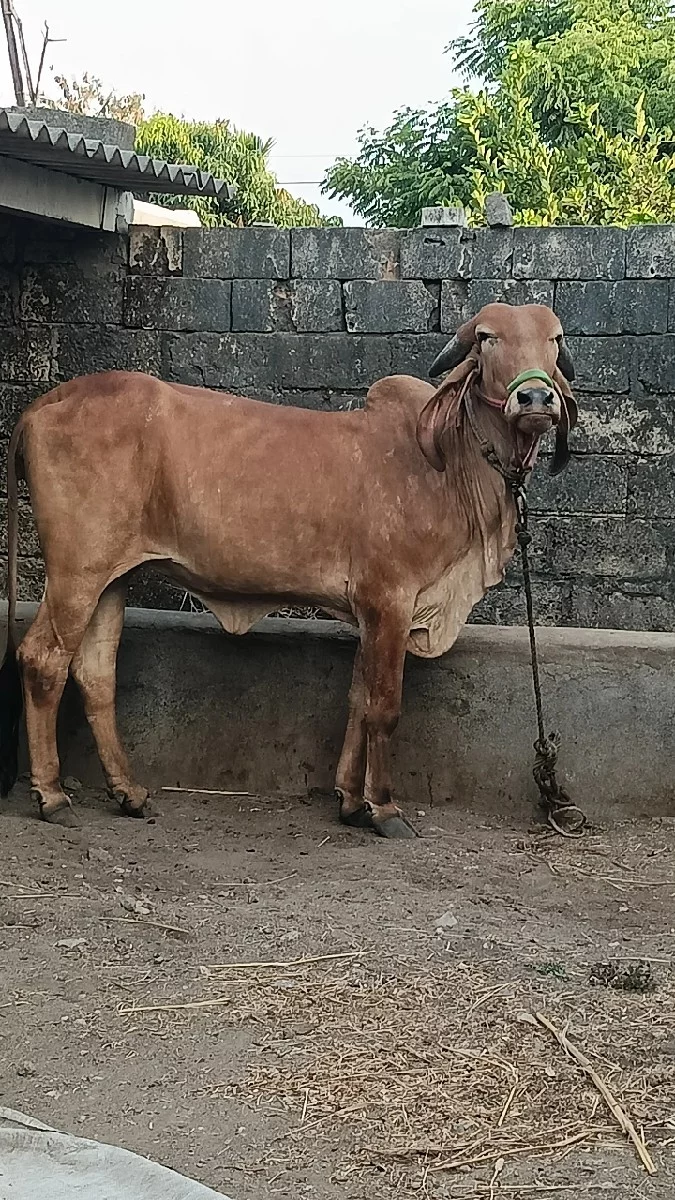 હોળકી વેચવાની છે