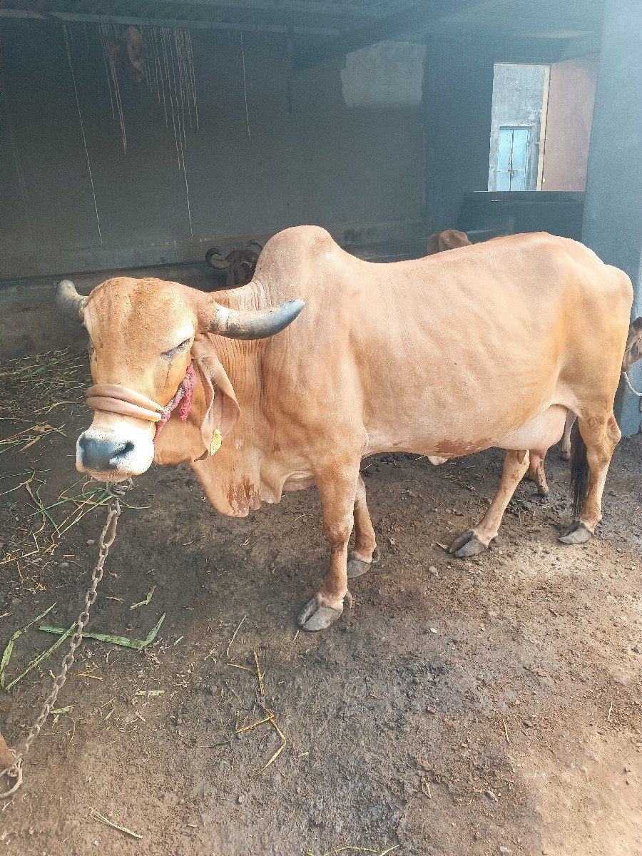 3 જુ વેતર