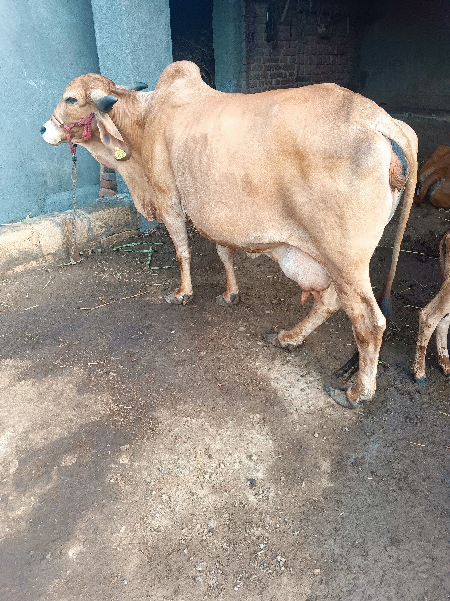3 જુ વેતર