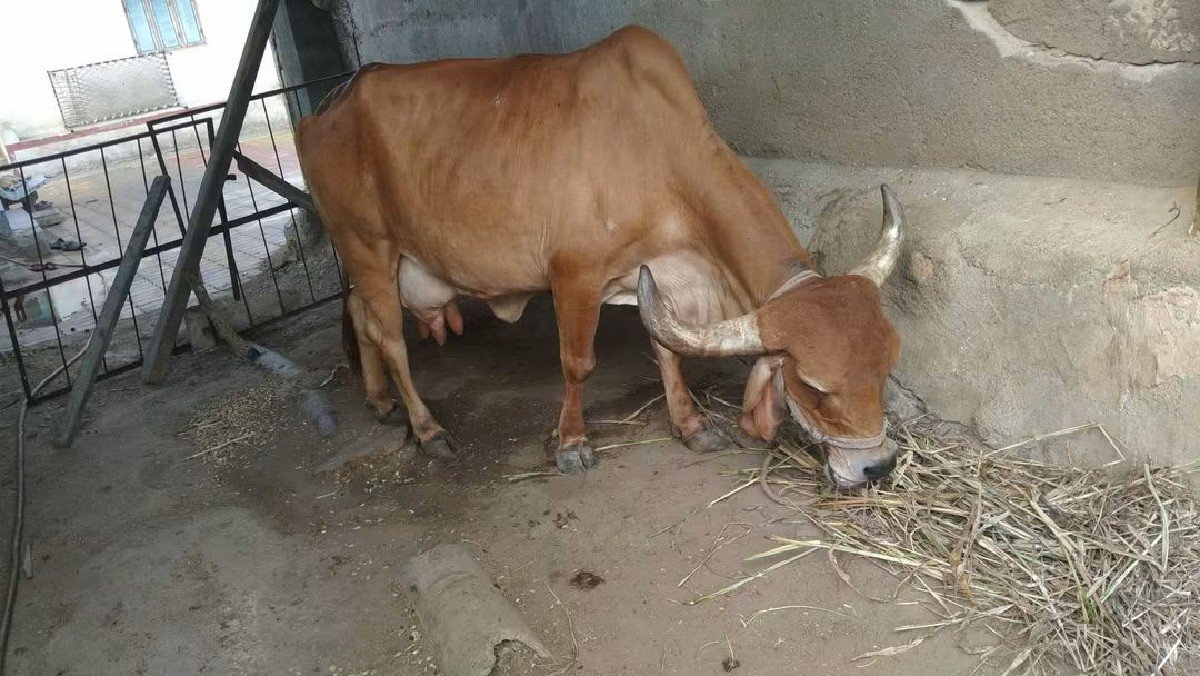 ગાય વેચવાની છે