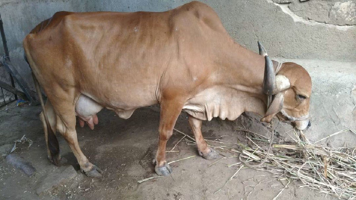 ગાય વેચવાની છે