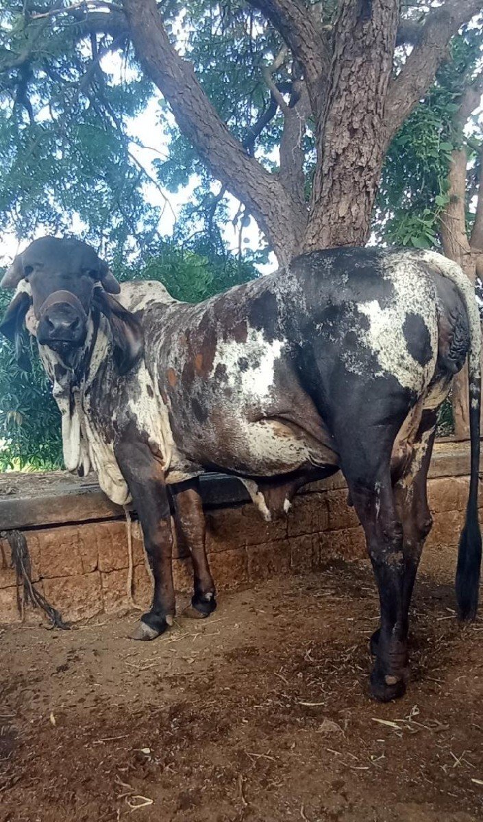 આ ગીર
 ગાય વેચવાની છે