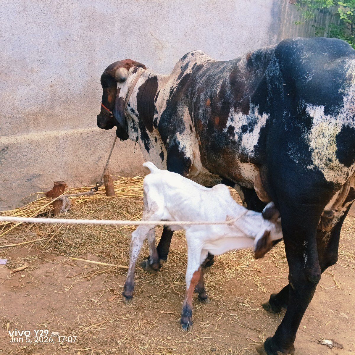 આ ગીર
 ગાય વેચવાની છે