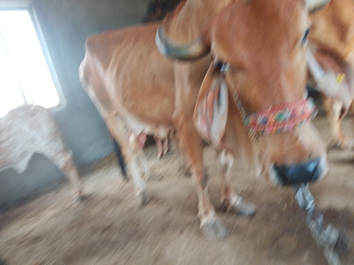 ગાય વેચવાની છે