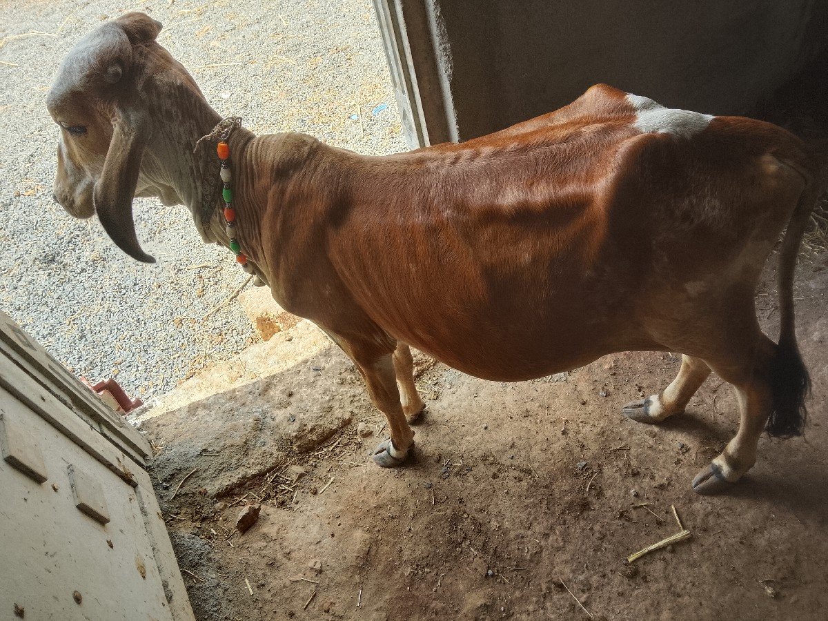 ગાય વેચવાની છે