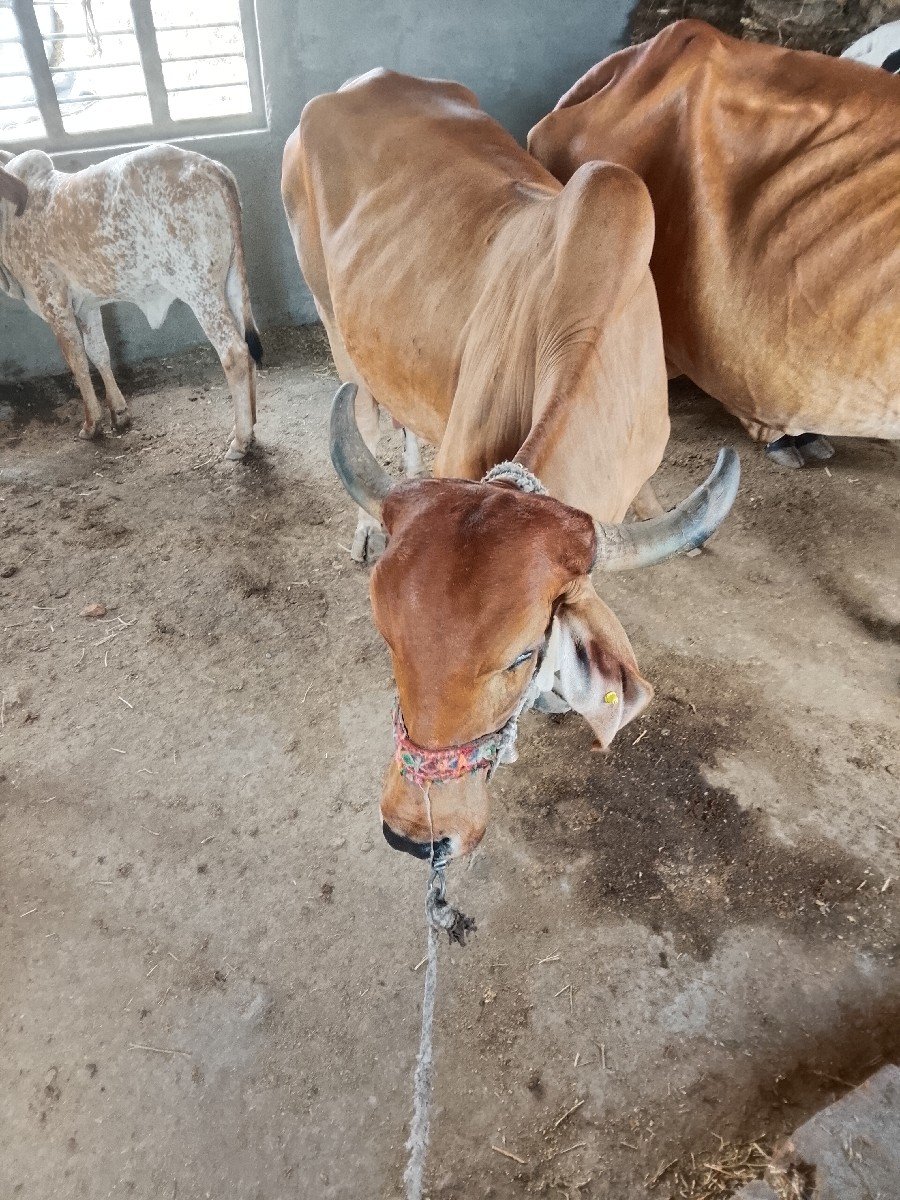 ગાય વેચવાની છે
