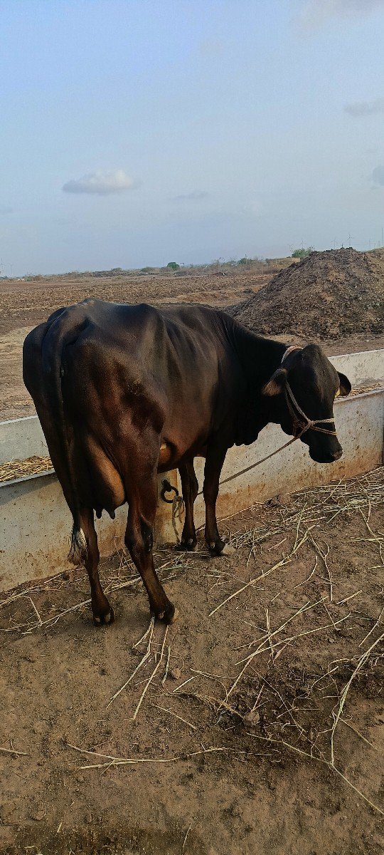 ગાય વેચવાની છે
