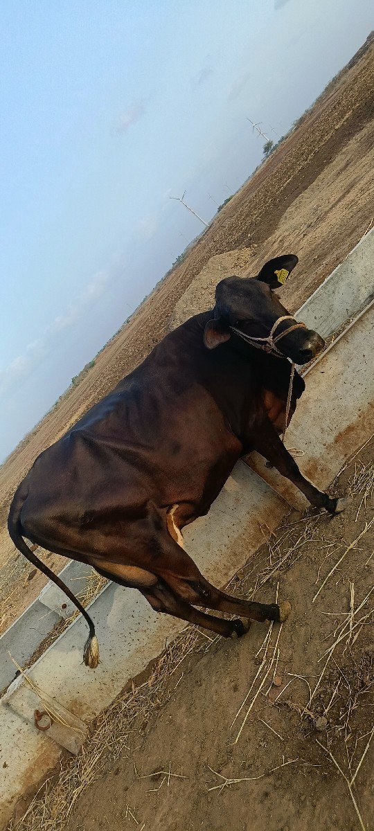 ગાય વેચવાની છે
