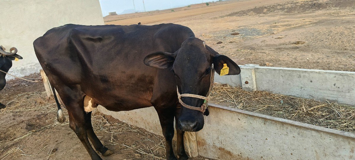 ગાય વેચવાની છે