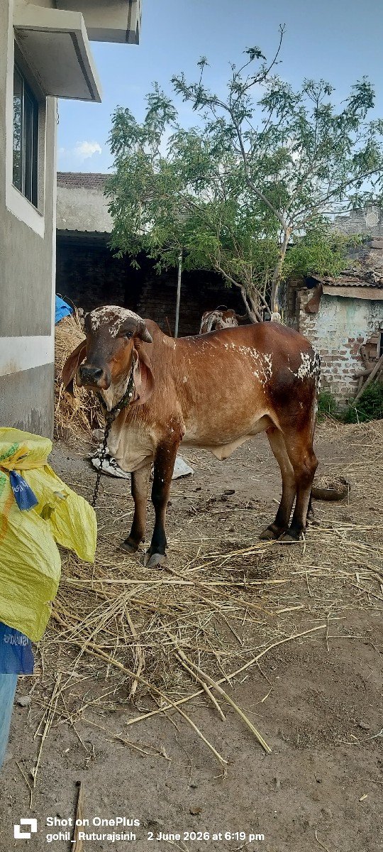 ગીર ઑડકી