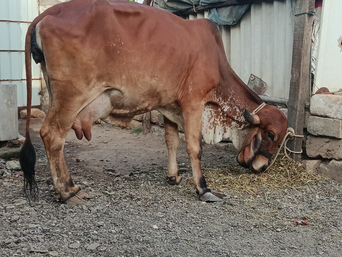 ગીર ગાય વેચવાની છે