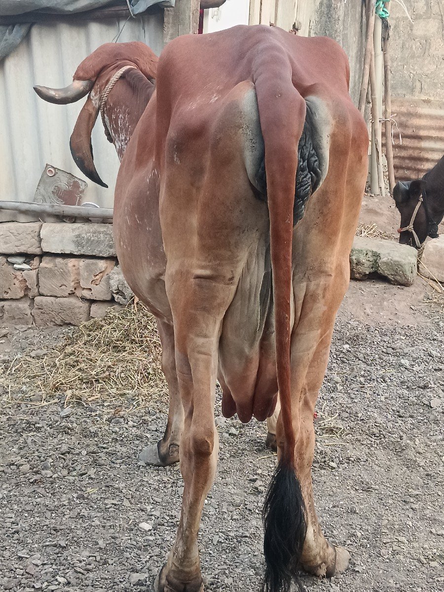 ગીર ગાય વેચવાની છે