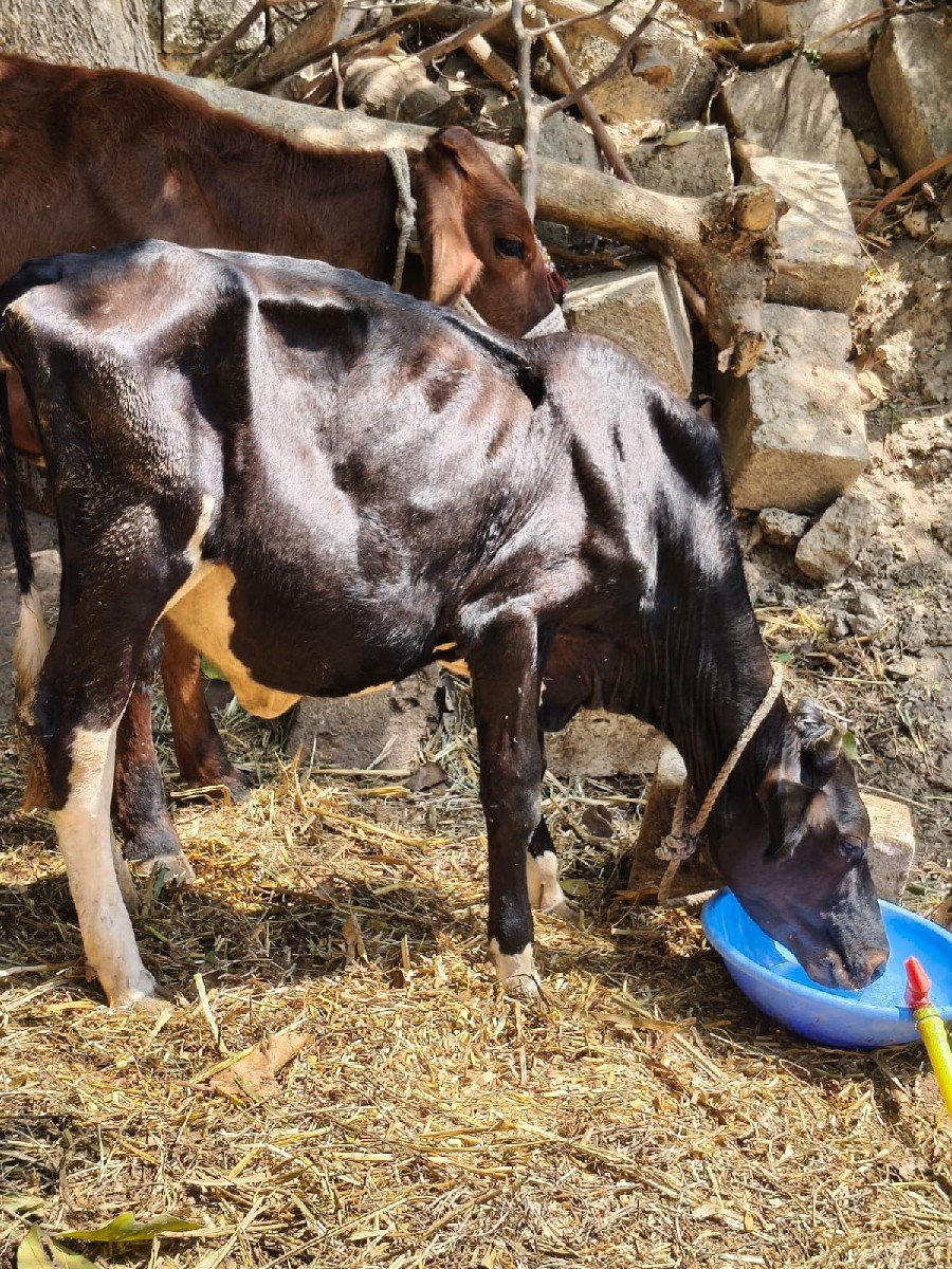 એસેફ વાસડી
