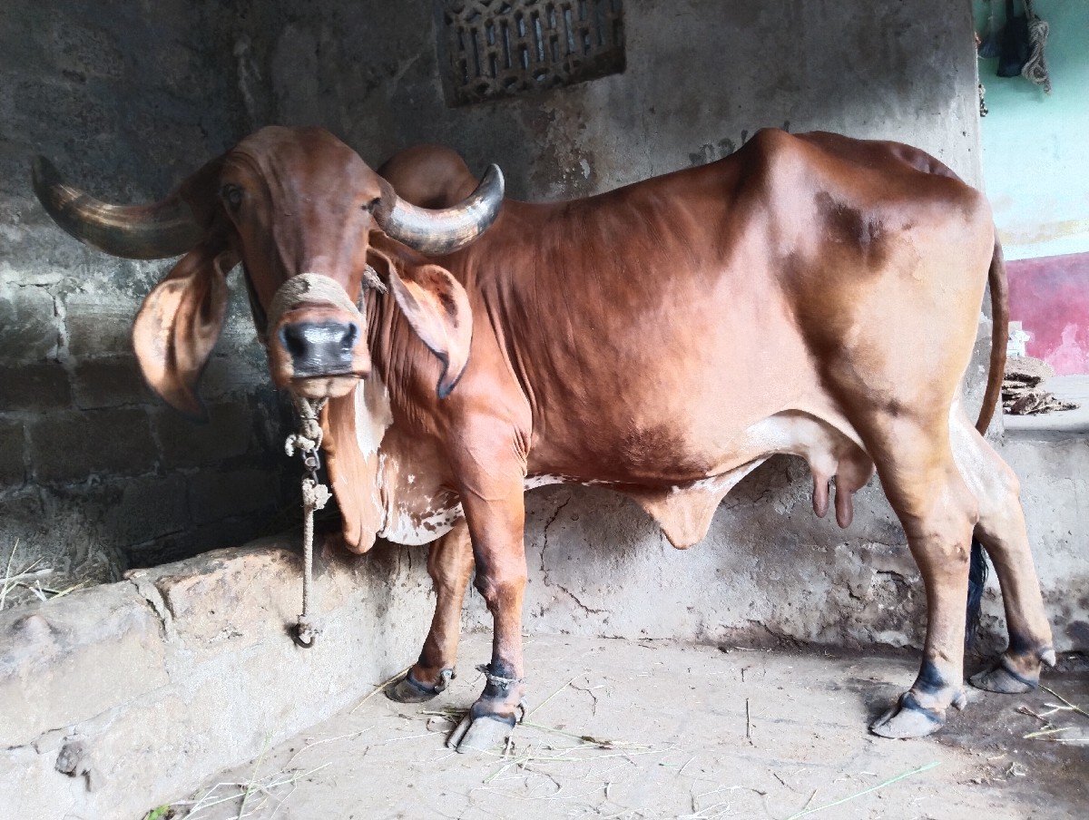 ગાય વેચવાની છે