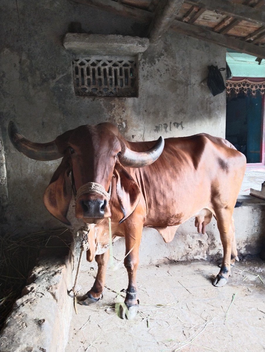 ગાય વેચવાની છે