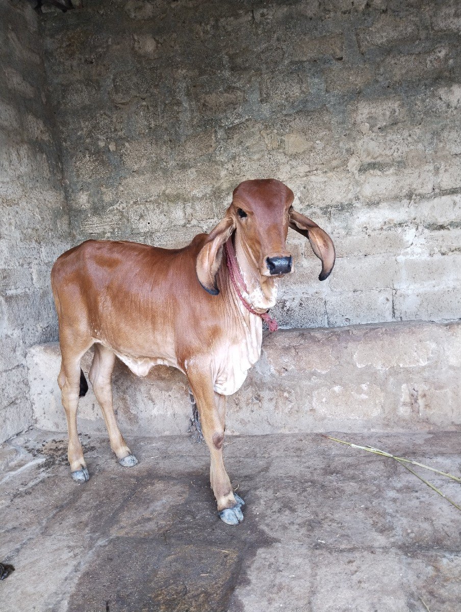 ગાય વેચવાની છે