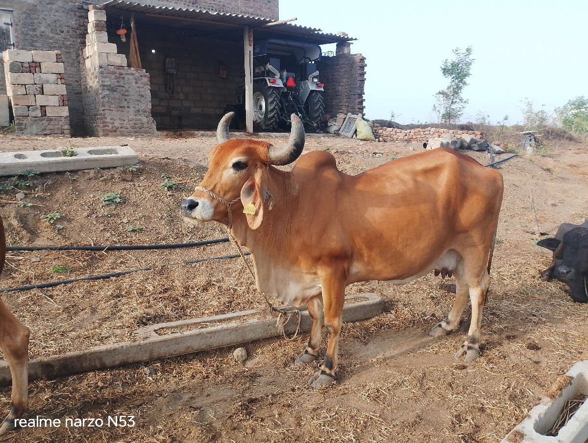 ગાય વેચવાની છે