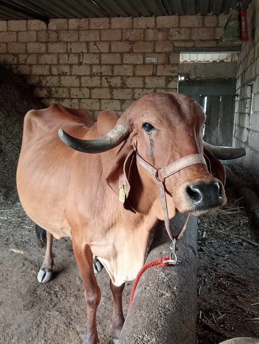 ગીર ગાય વેચવાની છે