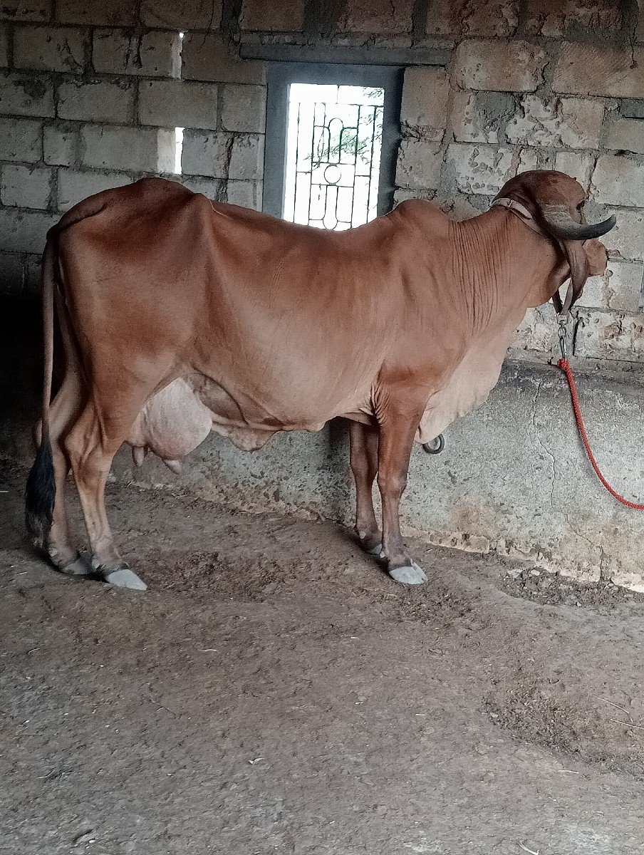 ગીર ગાય વેચવાની છે