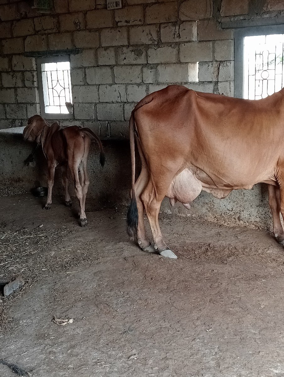 ગીર ગાય વેચવાની છે