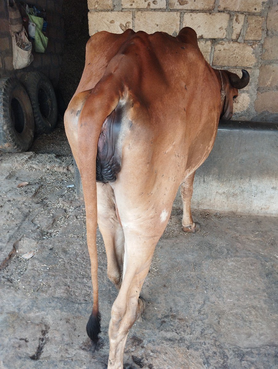 ગાય વેચવા ની છે