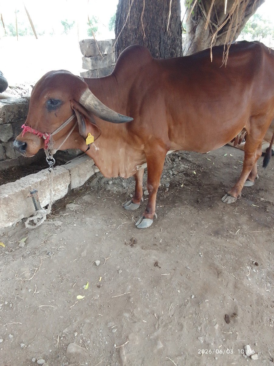 વેચવા ની છે