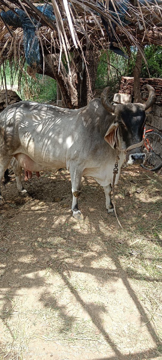 10 દીવસની‌ કાચીસે