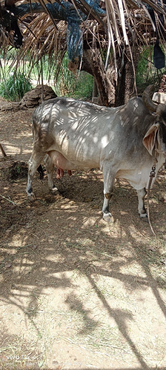 10 દીવસની‌ કાચીસે