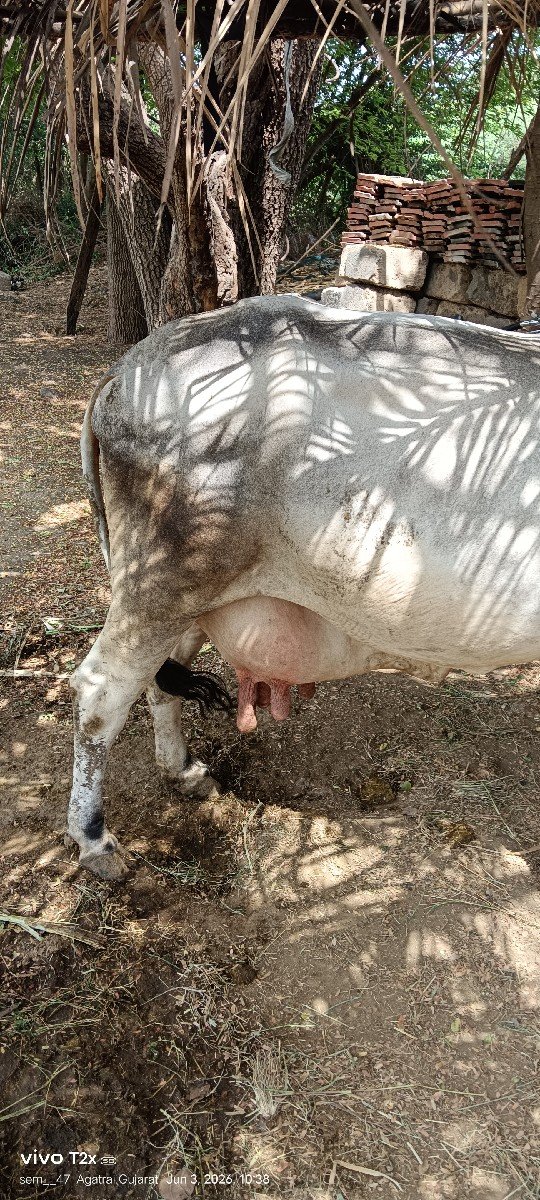 10 દીવસની‌ કાચીસે