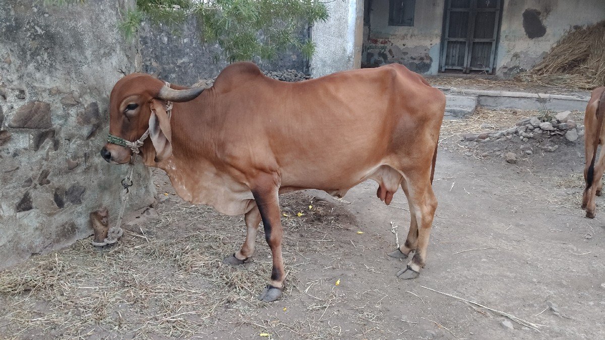 ગાય વેચવાની છે