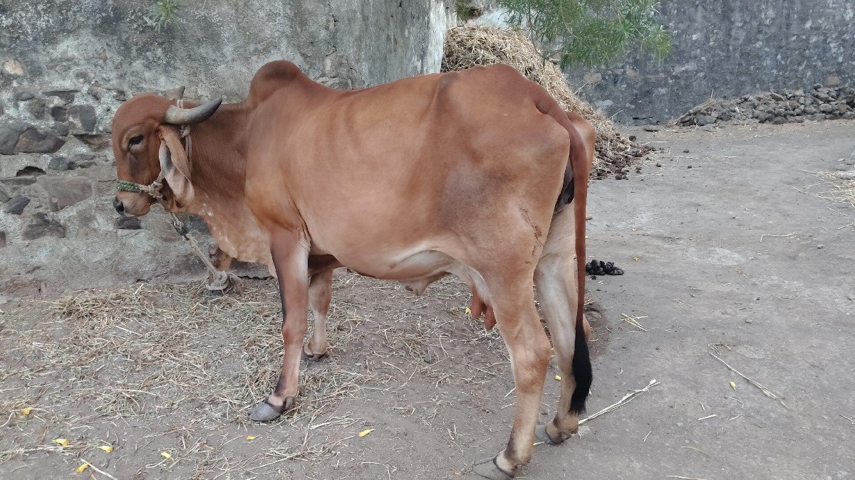 ગાય વેચવાની છે