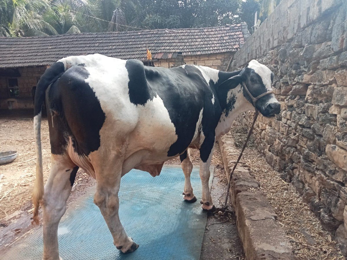 વેચવાની