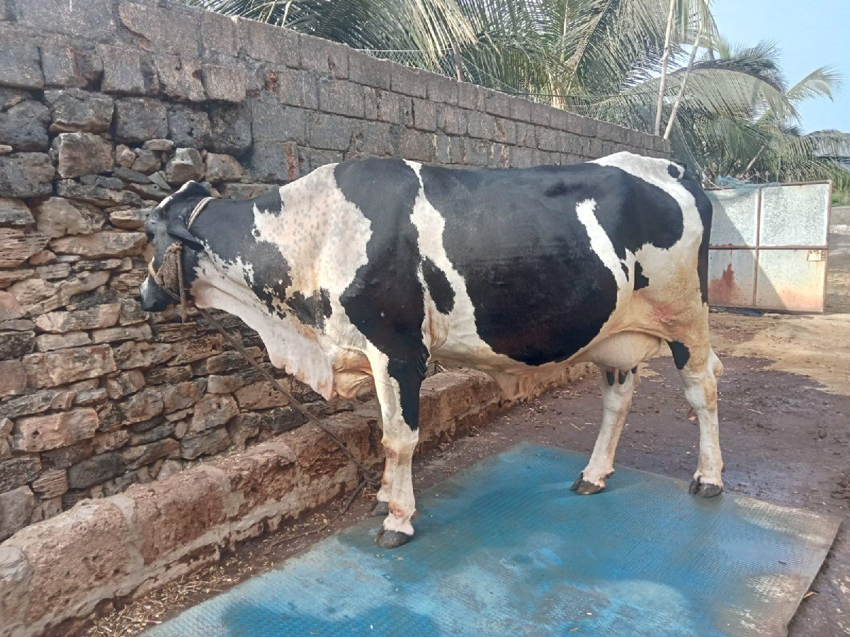 વેચવાની