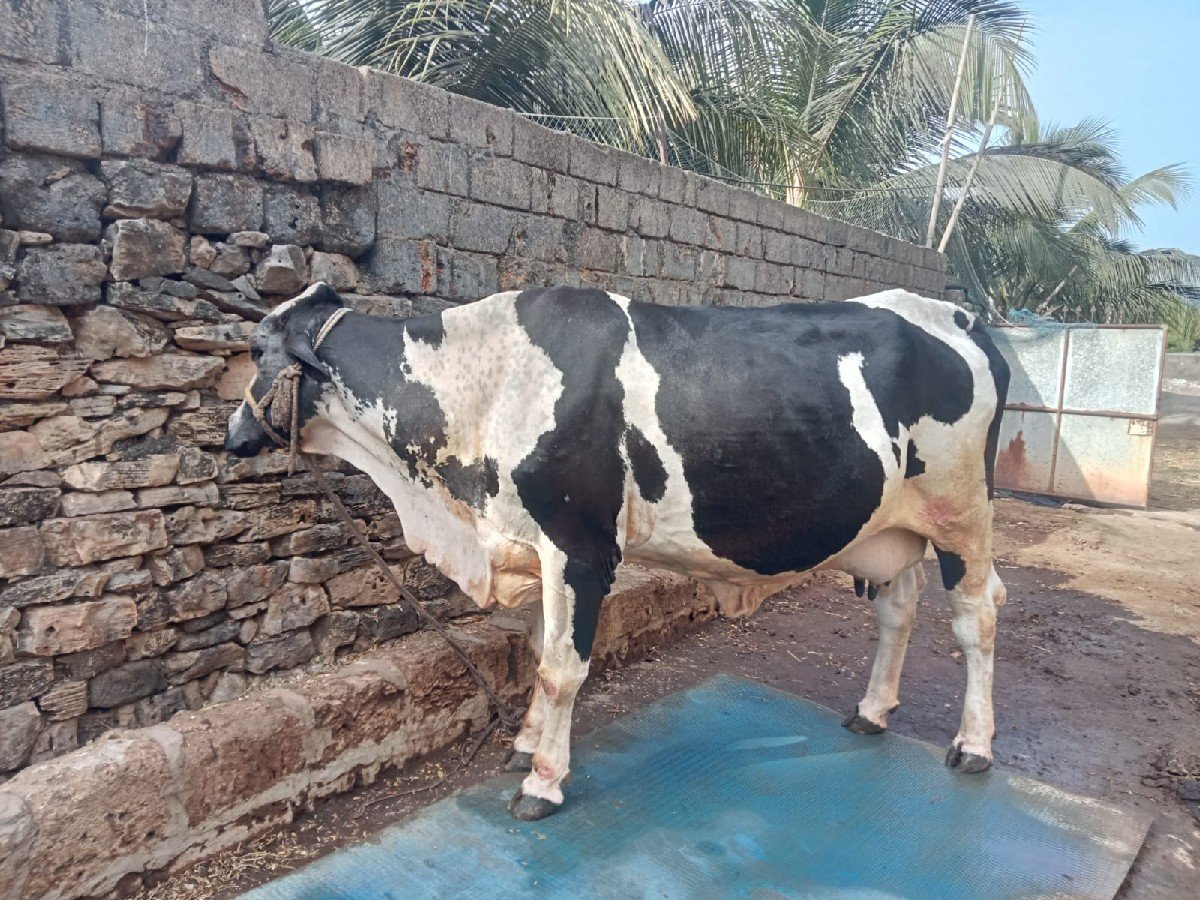 વેચવાની