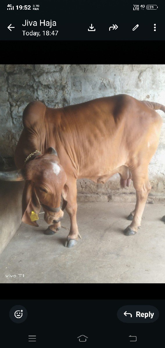 gir gay vetar 2