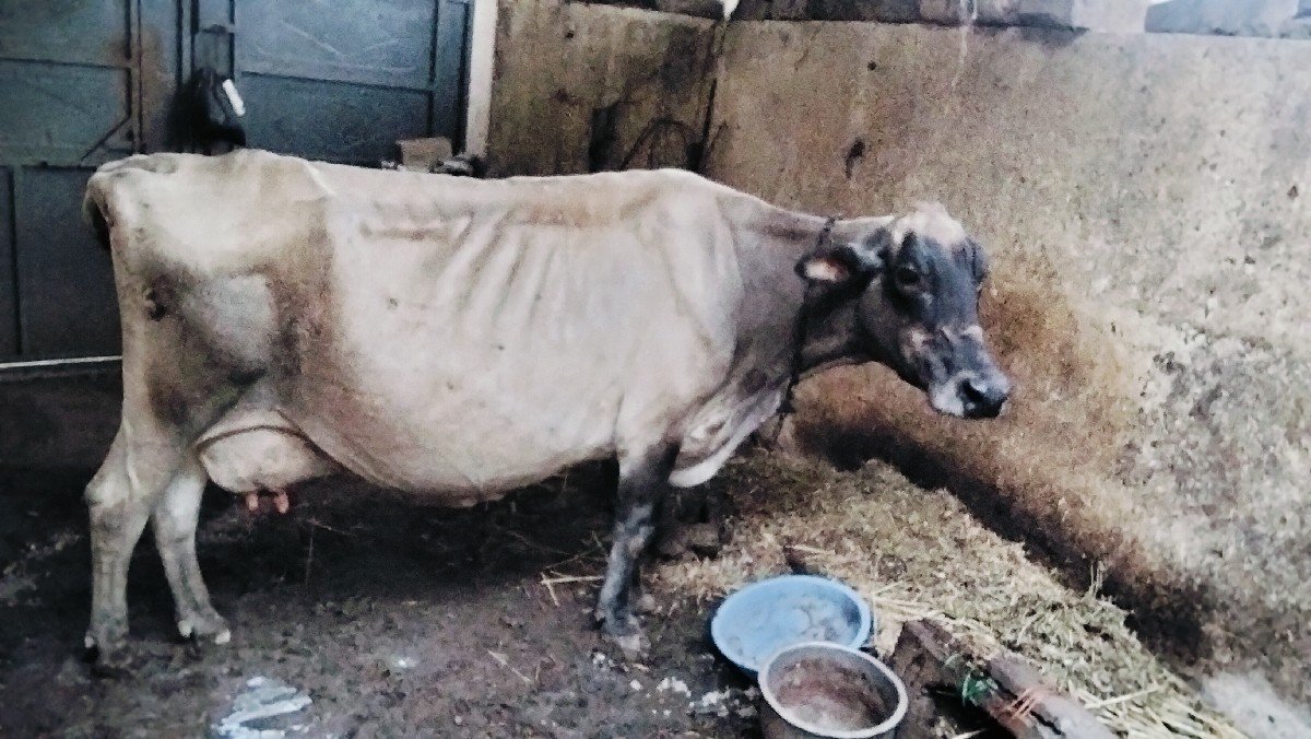 જર્સી ગાય વેચવાની છે