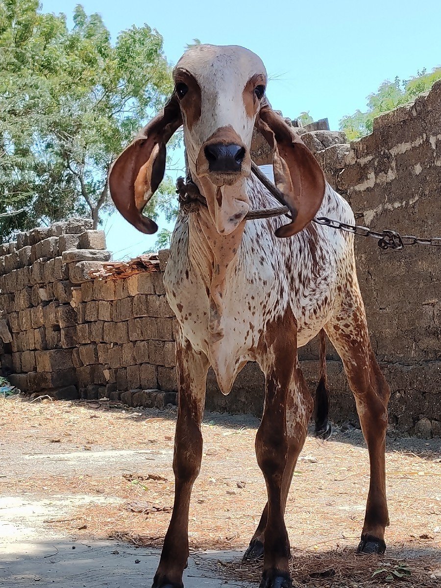 ગીર વાછડી વેચવાની છે