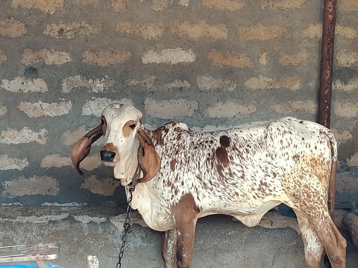 ગીર વાછડી વેચવાની છે