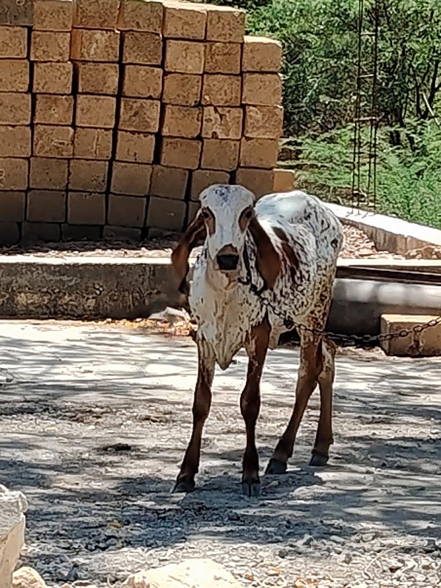 ગીર વાછડી વેચવાની છે