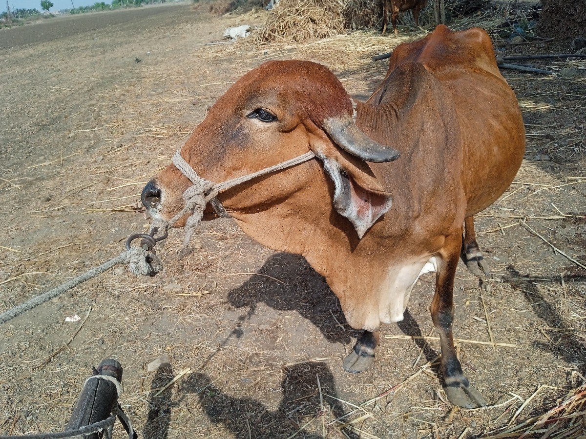 veshva nise